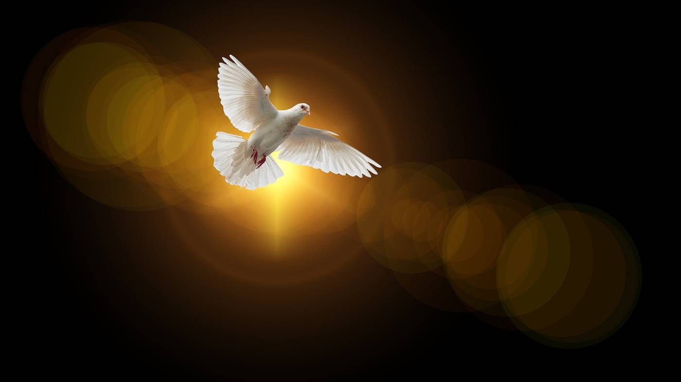 White dove