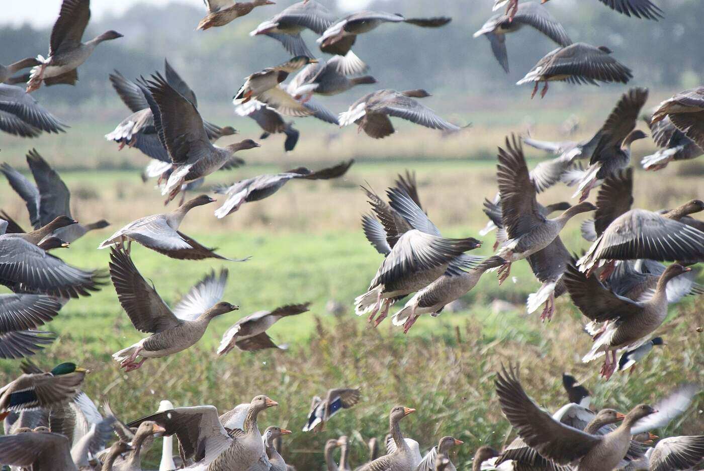 pink-footed geese